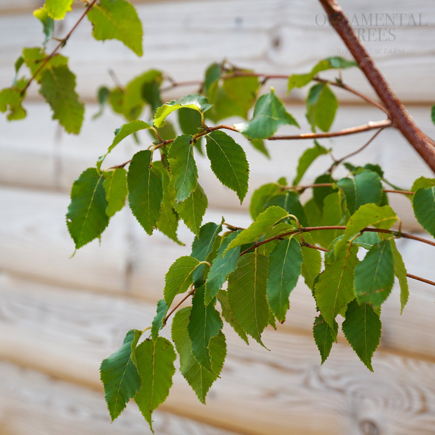 Betula utilis albosinensis 'Red Lady' Tree