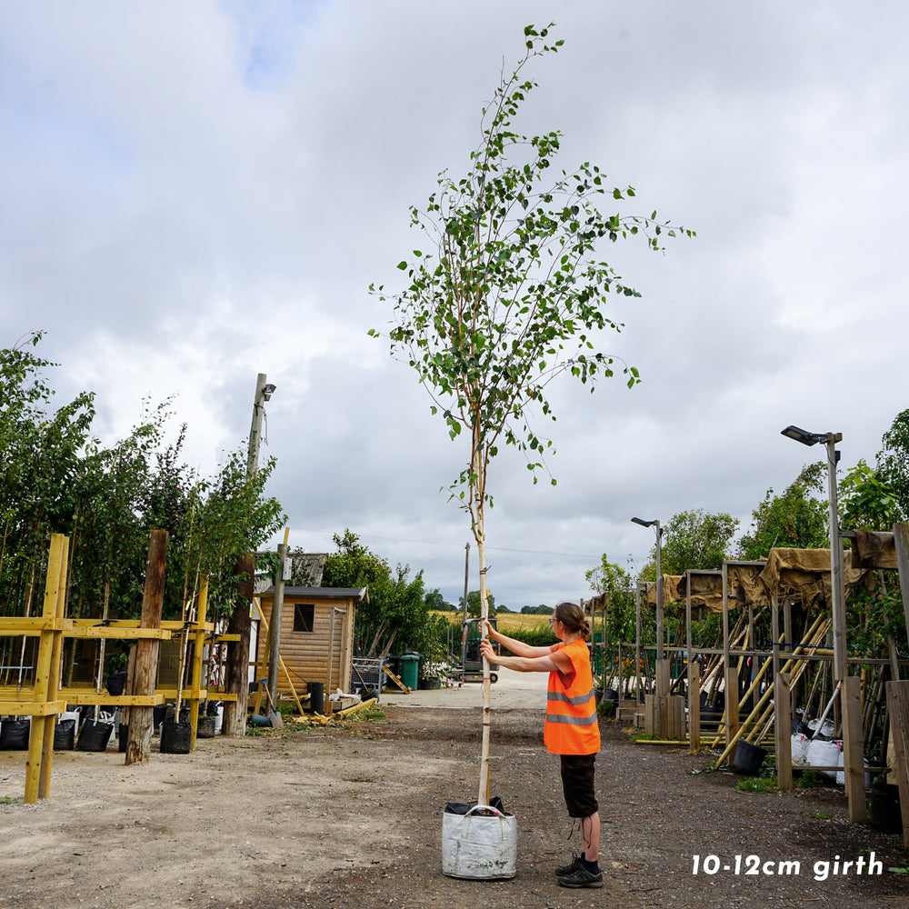 Betula utilis jacquemontii 'Snow Queen' large Birch in container