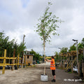 Betula utilis jacquemontii 'Snow Queen' large Birch in container