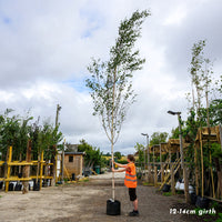 Betula utilis jacquemontii 'Snow Queen' mature Birch