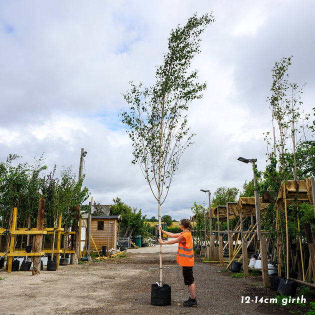 Betula utilis jacquemontii 'Snow Queen' mature Birch