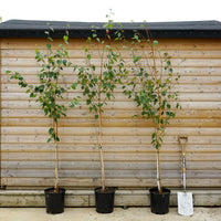 Betula 'Snow Queen' 12L pot bundle of 3