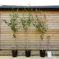 Betula 'Snow Queen' 12L pot bundle of 3