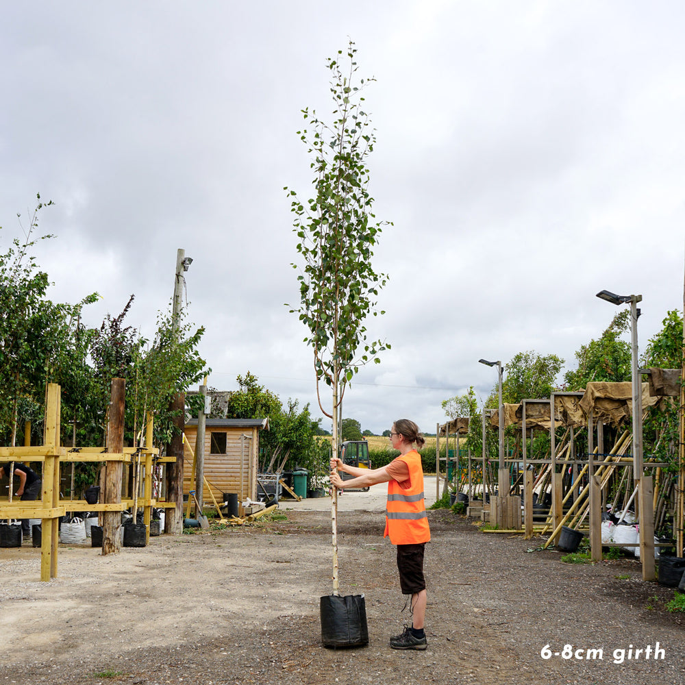 Betula utilis jacquemontii 'Snow Queen' large Himalayan Birch tree