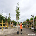 Betula utilis jacquemontii 'Snow Queen' large Himalayan Birch tree