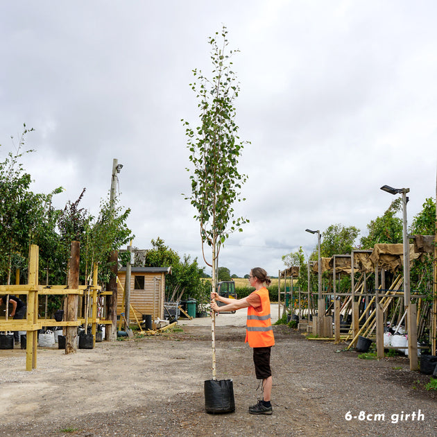 Betula utilis jacquemontii 'Snow Queen' large Himalayan Birch tree