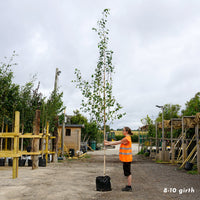 Betula utilis jacquemontii 'Snow Queen' large Birch in container