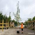 Betula utilis jacquemontii 'Snow Queen' large Birch in container