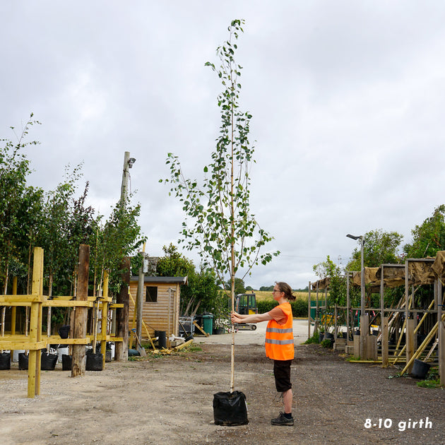 Betula utilis jacquemontii 'Snow Queen' large Birch in container