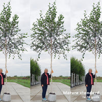 Himalayan Birch Trees Bundle of 3