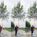 Himalayan Birch Trees Bundle of 3