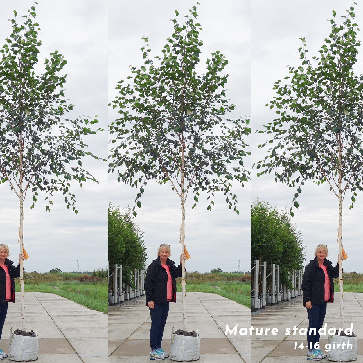 Himalayan Birch Trees Bundle of 3