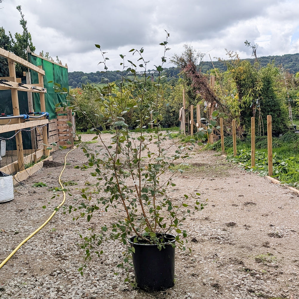 Assorted Clearance Betula