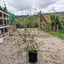 Assorted Clearance Betula