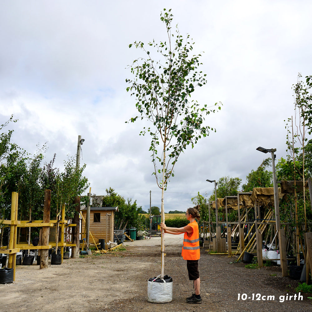 Mature Betula utilis jacquemontii Himalayan Birch tree