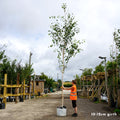 Mature Betula utilis jacquemontii Himalayan Birch tree