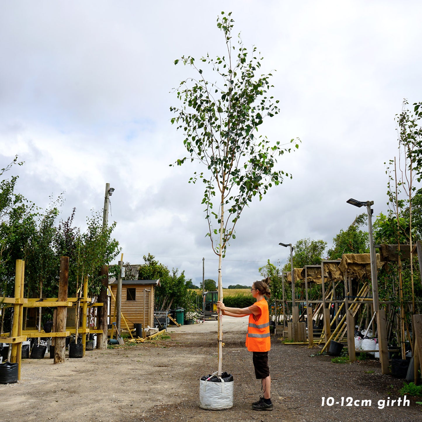 Mature Betula utilis jacquemontii Himalayan Birch tree