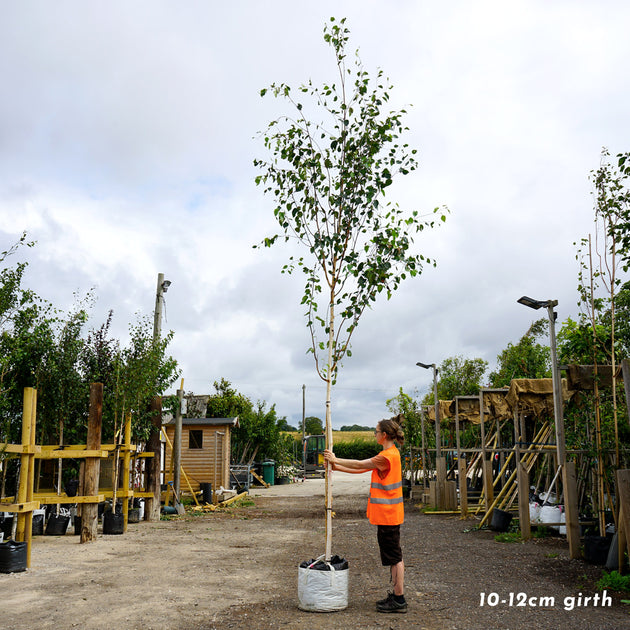 Mature Betula utilis jacquemontii Himalayan Birch tree