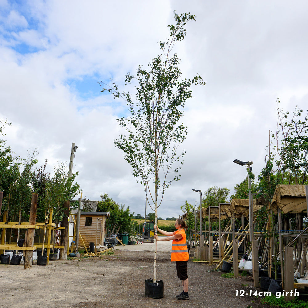 Mature Betula utilis jacquemontii White Barked Birch tree in container