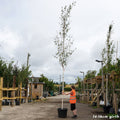 Betula Utilis Jacquemontii 14-16cm girth in container