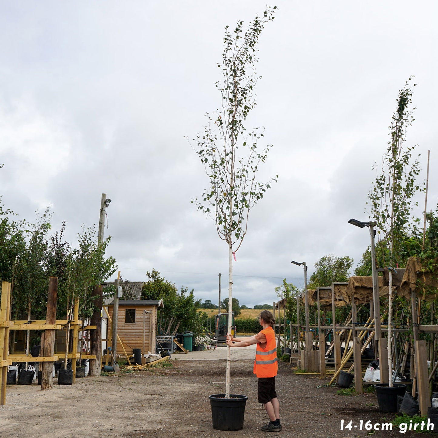 Betula Utilis Jacquemontii 14-16cm girth in container