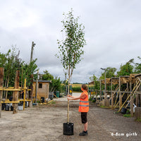 Betula Utilis Jacquemontii mature tree