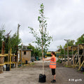 Mature Betula utilis jacquemontii Himalayan Birch