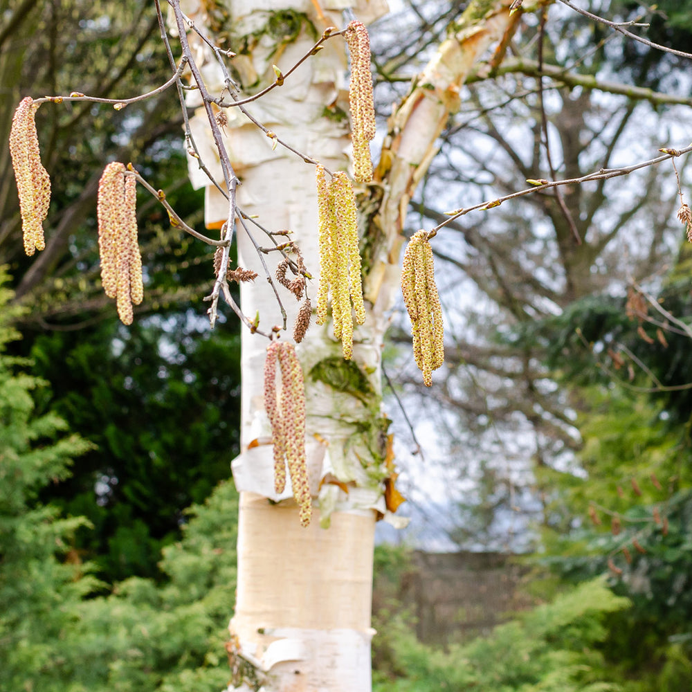 Betula albosinensis 'Fascination' Birch