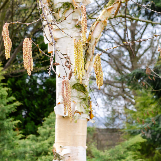 Betula albosinensis 'Fascination' Birch