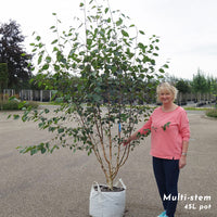 Betula utilis jacquemontii mature Birch multistem 250-300cm