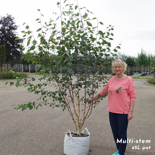 Betula utilis jacquemontii mature Birch multistem 250-300cm