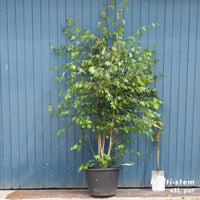 Betula utilis jacquemontii large Birch multistem 250cm