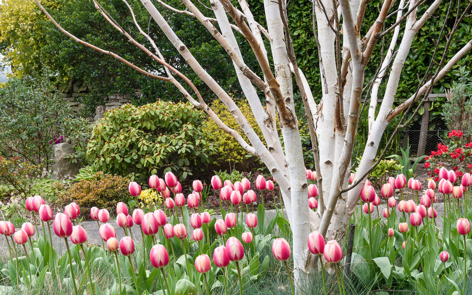 Ornamental Trees
