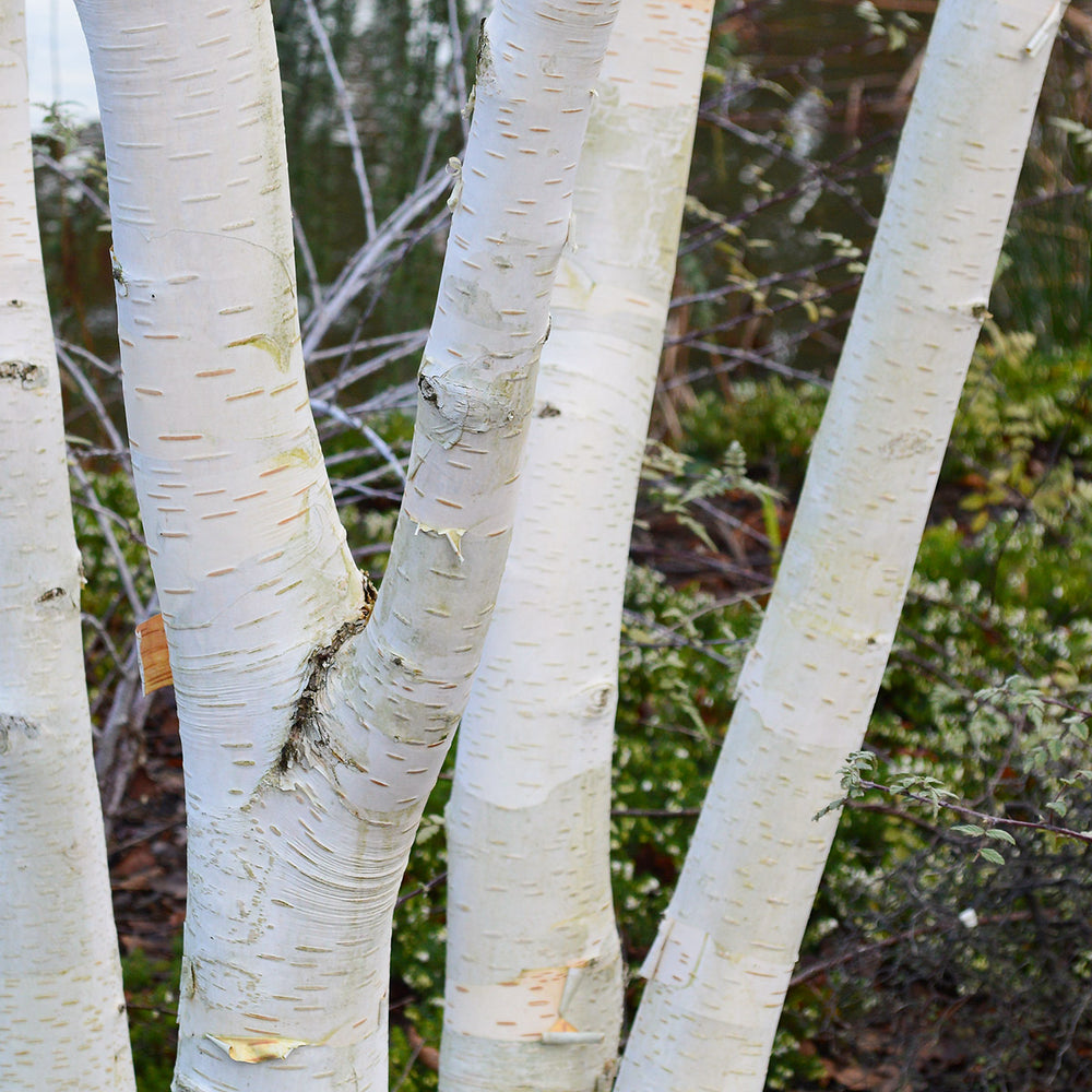 Betula utilis jacquemontii multistem Himalayan Birch trunks