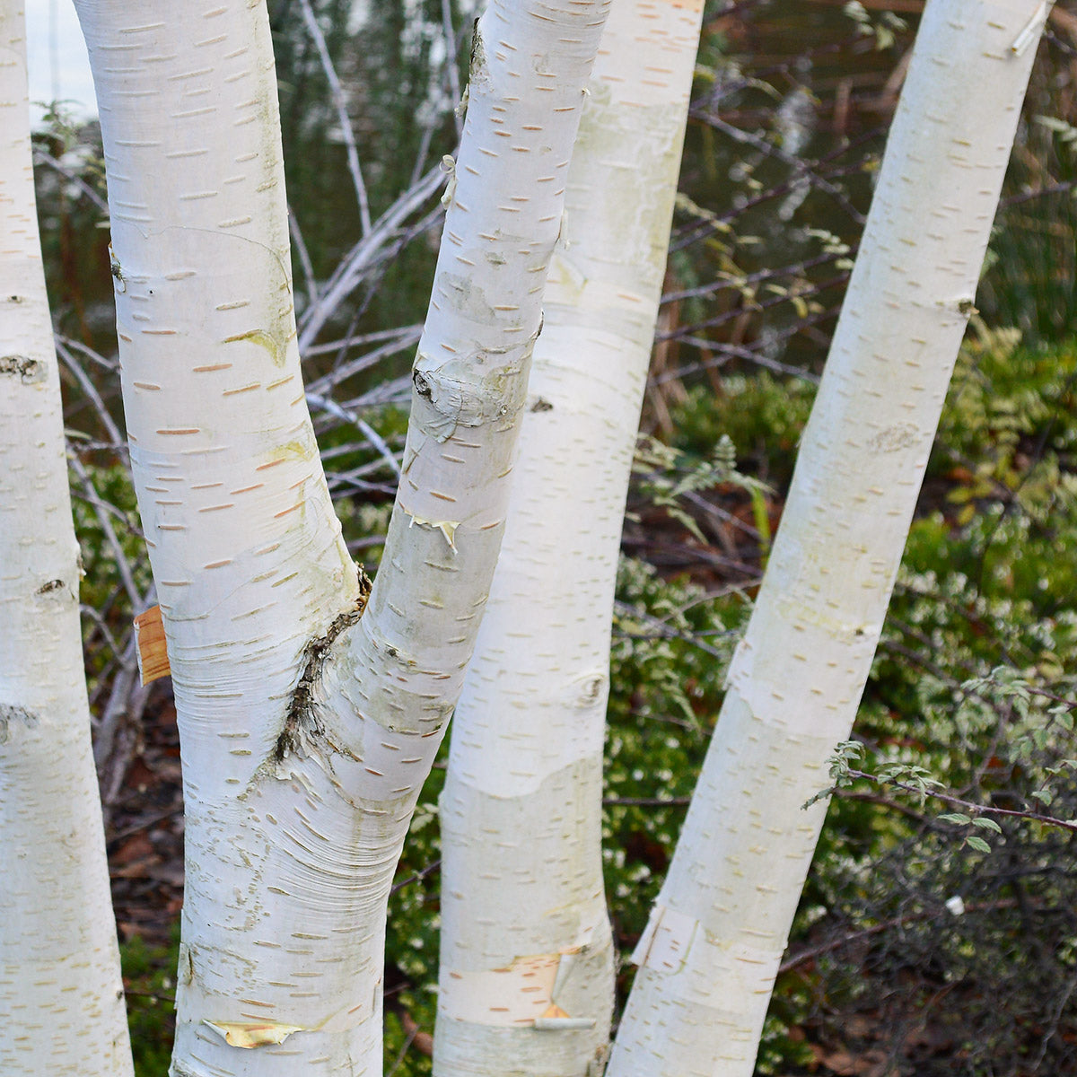 Betula utilis jacquemontii multistem Himalayan Birch trunks