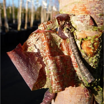 Betula nigra 'Heritage' River Birch