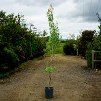 Betula pen 'Fastigata Joes'