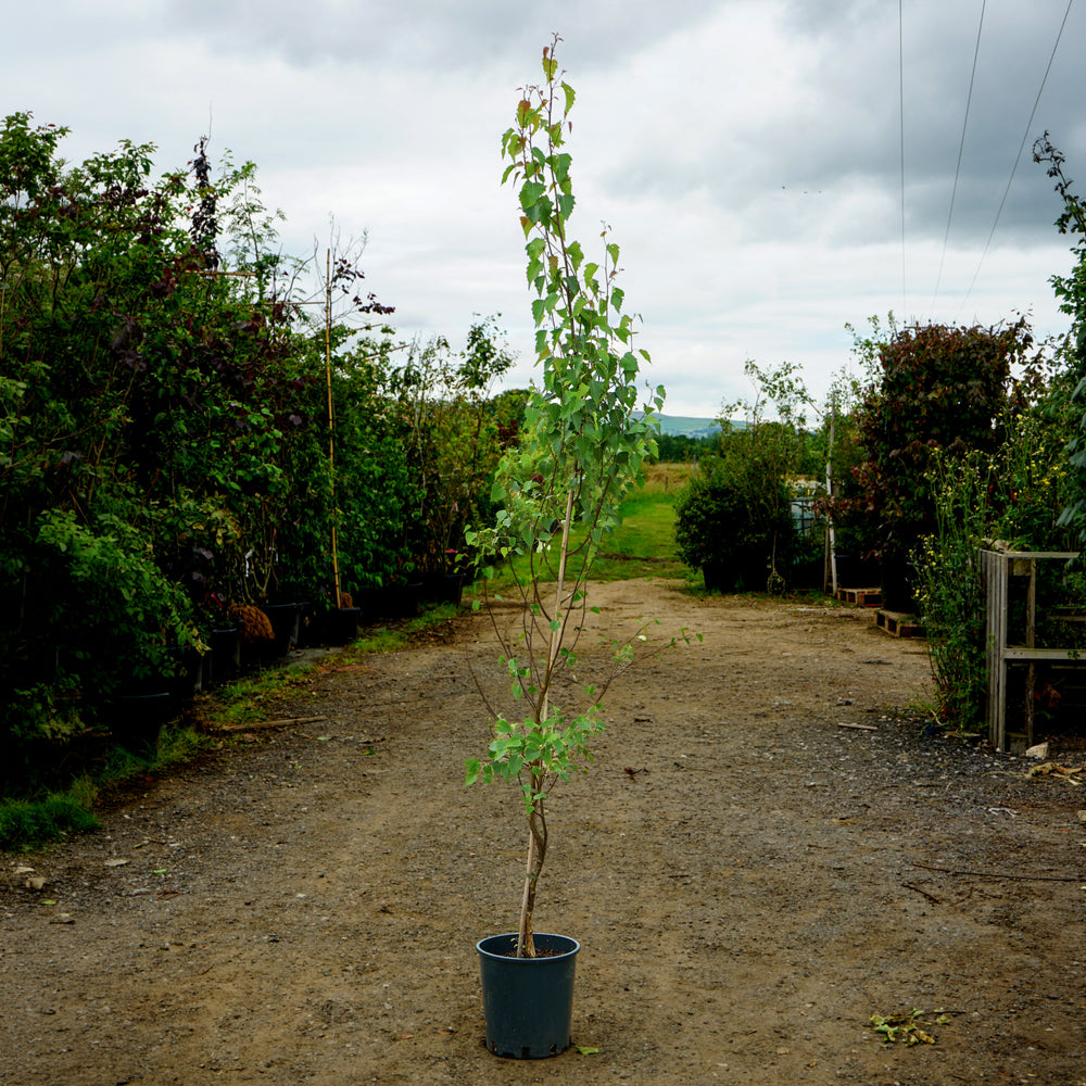 Betula pen 'Fastigata Joes'