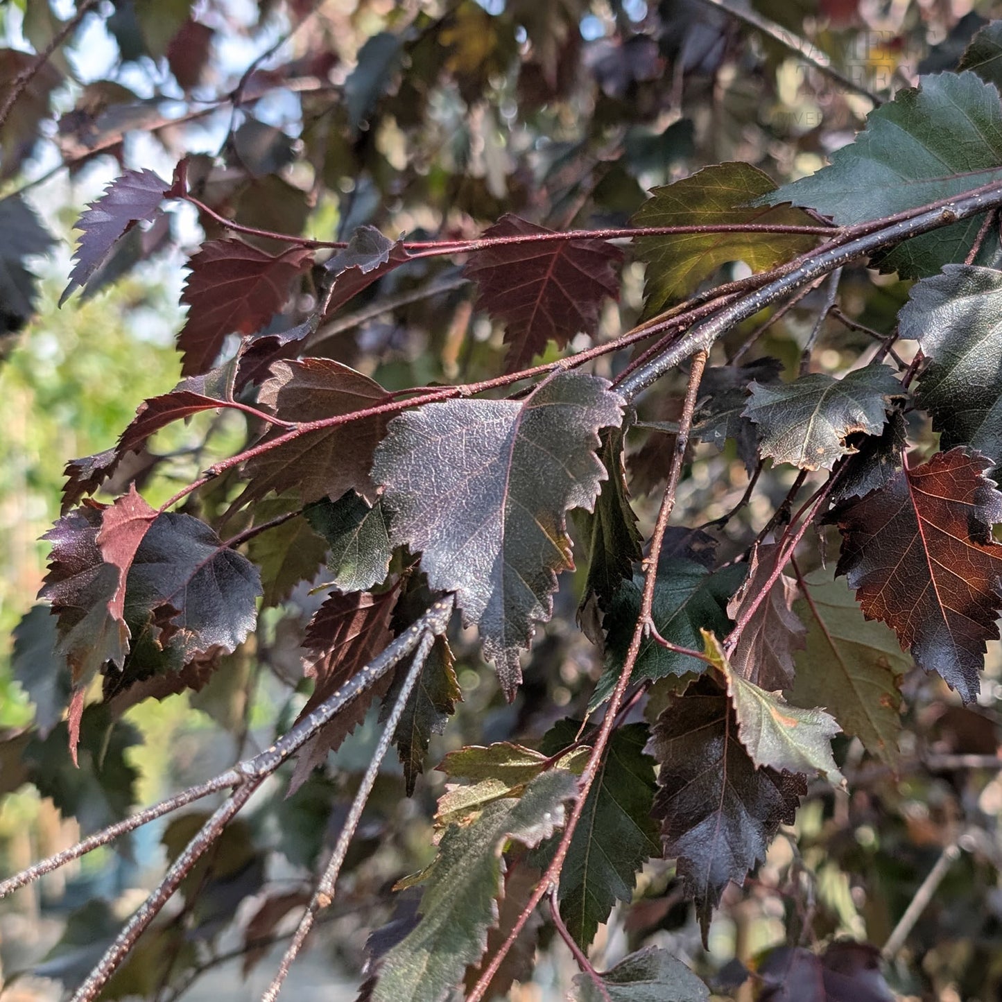 Betula pendula 'Royal Frost' Purple Birch