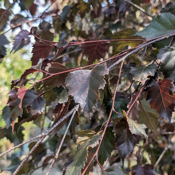 Betula pendula 'Royal Frost' Purple Birch