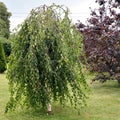 Tree with 225cm clear stem, 8-10cm girth, 200-250cm, 28L pot