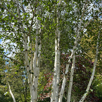 Blue & White Spruce Trees For Sale | Picea | Ornamental Trees