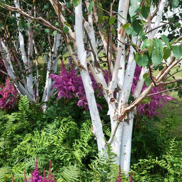 Betula utilis jacquemontii 'Snow Queen' multi stem tree