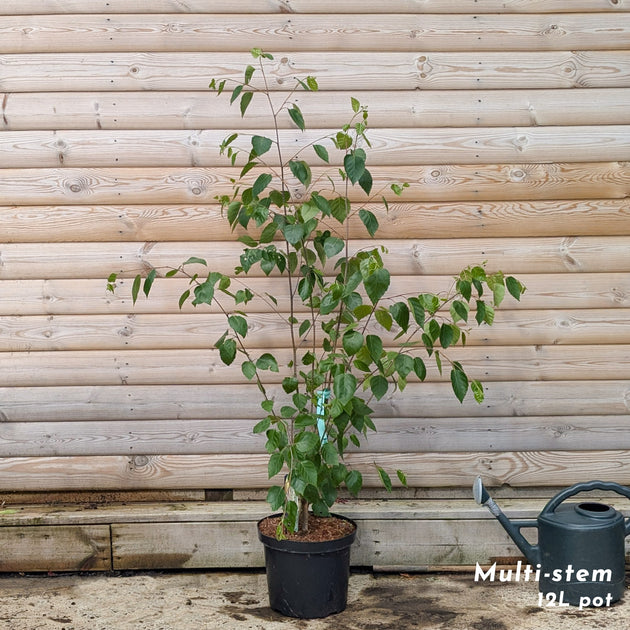 Betula utilis Snow Queen Birch multistem 12 litre pot