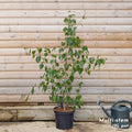 Betula utilis jacquemontii Birch multistem 12 litre pot