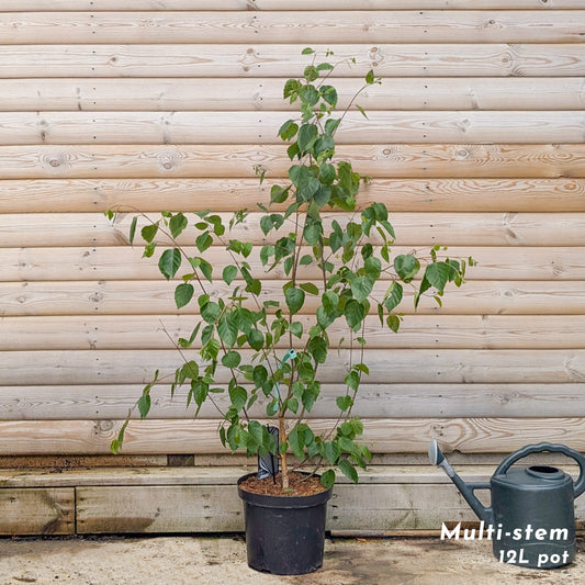 Betula utilis jacquemontii Birch multistem 12 litre pot