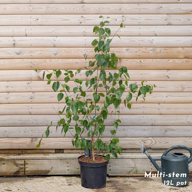 Betula utilis jacquemontii Birch multistem 12 litre pot