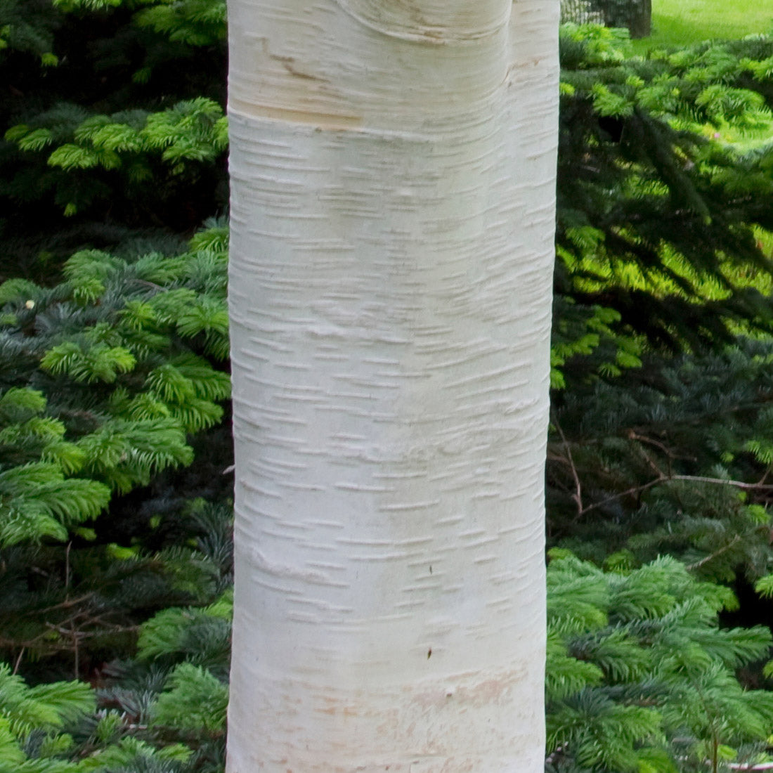 Betula utilis jacquemontii 'Grayswood Ghost' white bark