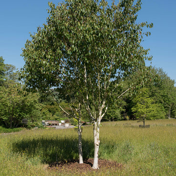 Betula utilis 'Grayswood Ghost' Birch
