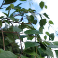 Single stem tree, 120-150cm, 12L pot
